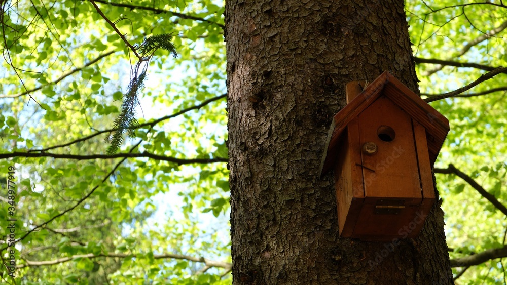 
Bird feeder on the tree. In the background a green forest