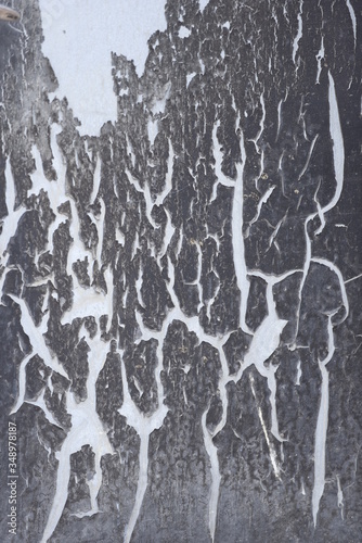 Wallpaper Mural tree bark texture Torontodigital.ca