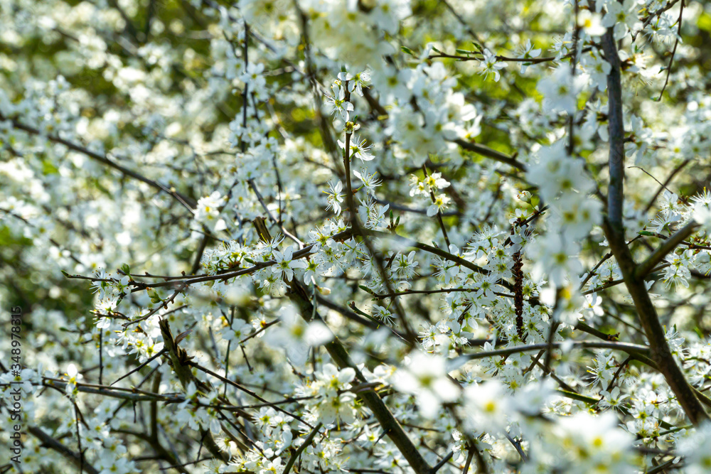 Plum Tree Blossoms in Spring - selective focus