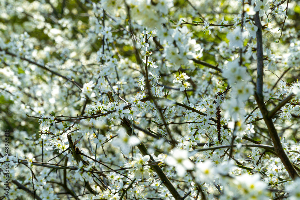 Plum Tree Blossoms in Spring - selective focus Plum Tree Blossoms in Spring - selective focus
