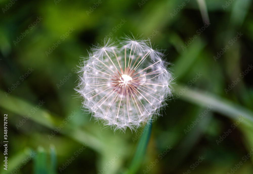 Fototapeta premium dandelion on the green background