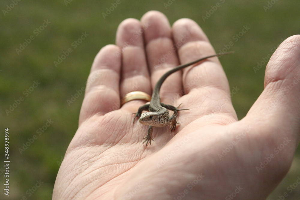 small lizard is being warmed on human palm, tiny dragon in hand