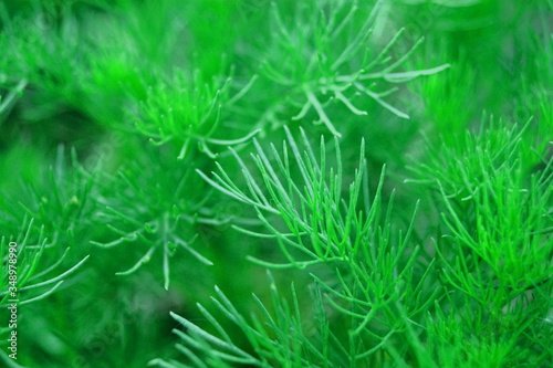 green grass with thin leaves