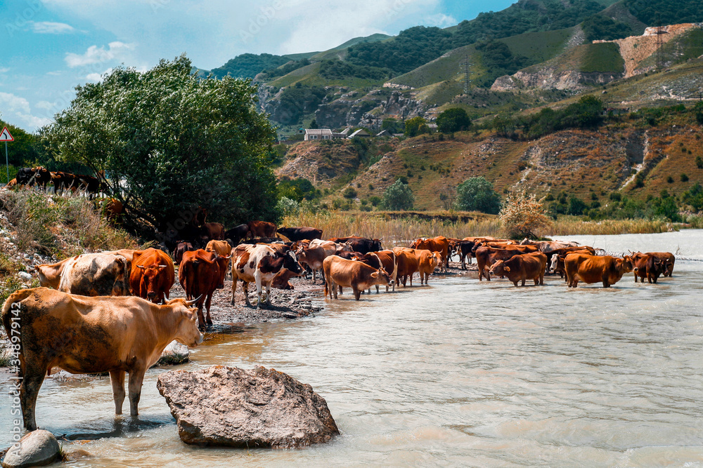 Obraz premium A herd of cows with horns, near the river, in the summer. Blue sky high mountains and brown river. Beautiful rural landscape. Horizontal photo in good quality.