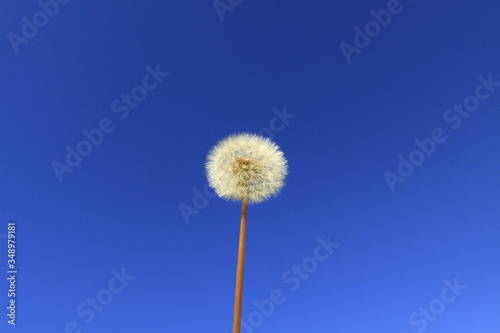 flower of desires in blue sky