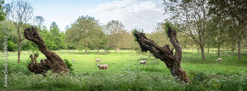old willows and sheep in spring landscape near utrecht in holland