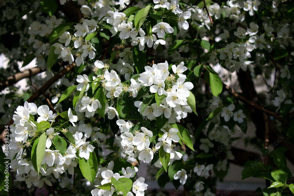 the Apple tree blooms with white flowers the Apple tree blooms with white flowers