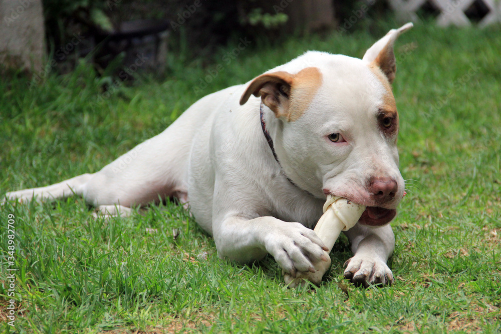 Perro pit bull blanco de manchas café feliz con su hueso foto de Stock |  Adobe Stock
