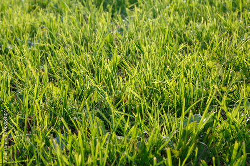Green grass on earth sunny day outdoors
