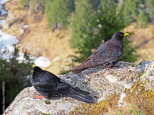 The Alpine chough (Pyrrhocorax graculus), Yellow-billed chough, Die Alpendohle or Zutokljuna galica photo