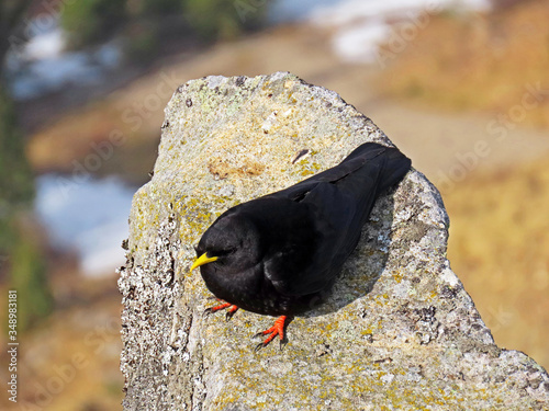 The Alpine chough (Pyrrhocorax graculus), Yellow-billed chough, Die Alpendohle or Zutokljuna galica photo