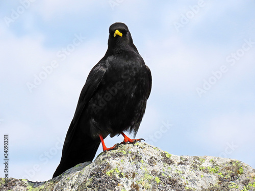 The Alpine chough (Pyrrhocorax graculus), Yellow-billed chough, Die Alpendohle or Zutokljuna galica photo