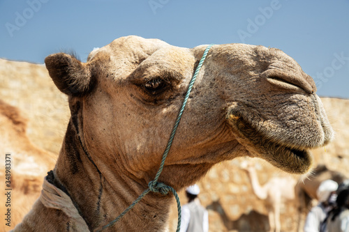 Camel Head © Matt