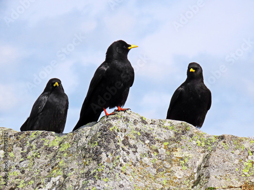 The Alpine chough (Pyrrhocorax graculus), Yellow-billed chough, Die Alpendohle or Zutokljuna galica photo