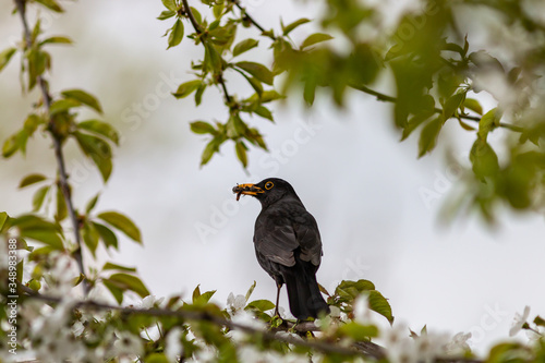 Amsel im Kirschbaum