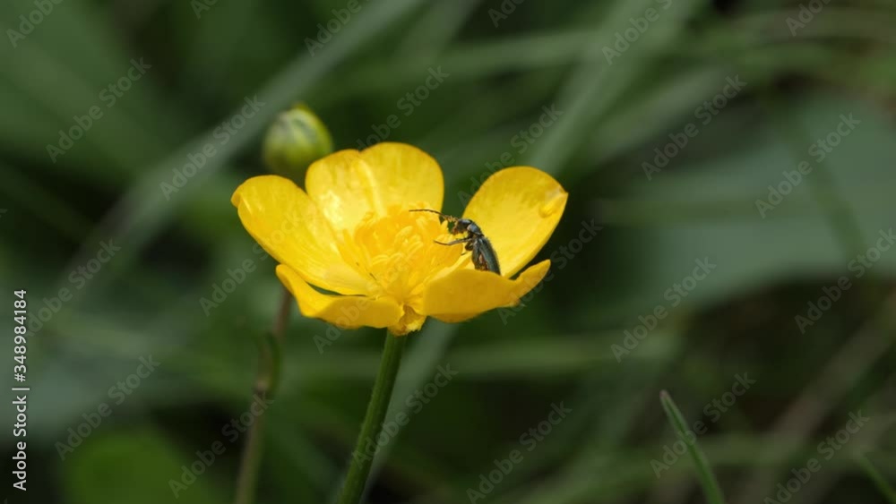 Small insect bug on a bright blossom yellow flower. Small insect bug on a bright blossom yellow flower.