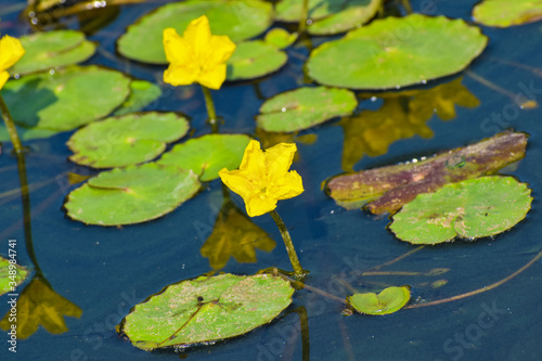 yellow water lily