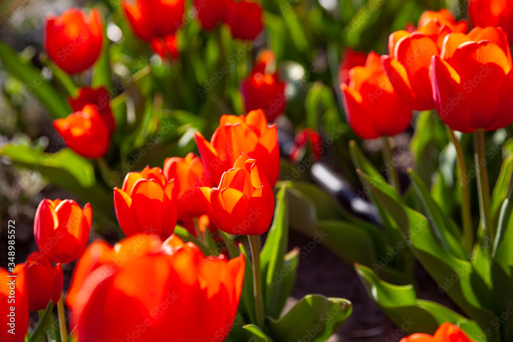 Red tulips background. Beautiful tulip in the meadow. Flower bud in spring in the sunlight. Flowerbed with flowers. Tulip close-up. Red flower Red tulips background. Beautiful tulip in the meadow. Flower bud in spring in the sunlight. Flowerbed with flowers. Tulip close-up. Red flower