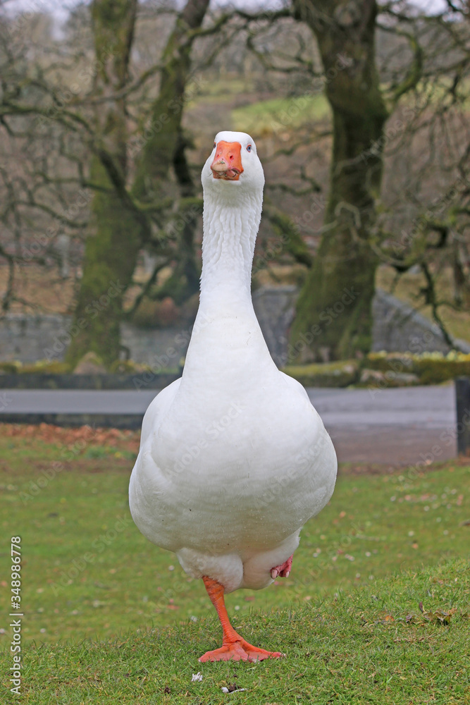 white goose standing on one leg white goose standing on one leg