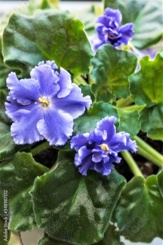 Blue violets with large flowers on a background of green leaves.