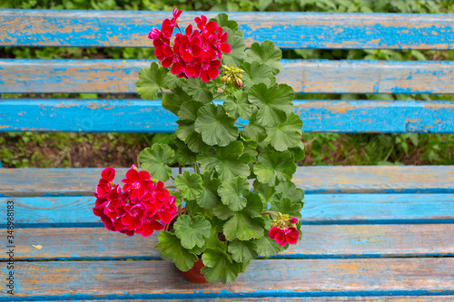 Bright large numerous dark red flowers and a plant of zonal pelargonium cultivar Fairy of Flowers Velvet, with green leaves in a pot against the background of old blue boards on a summer day 