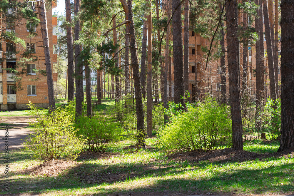 Bushes of euonymus among pine trunks in the yard between houses in the city of Dimitrovgrad, Ulyanovsk Region on a sunny spring day. Bushes of euonymus among pine trunks in the yard between houses in the city of Dimitrovgrad, Ulyanovsk Region on a sunny spring day.