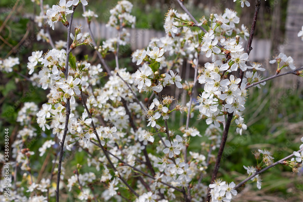 Thin branches with numerous white flowers and young bushes of cherry on a spring day in the garden. Thin branches with numerous white flowers and young bushes of cherry on a spring day in the garden.