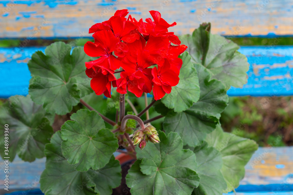 Bright large red flower of zonal pelargonium with green leaves on a background of old blue boards on a summer day in the garden. Bright large red flower of zonal pelargonium with green leaves on a background of old blue boards on a summer day in the garden.