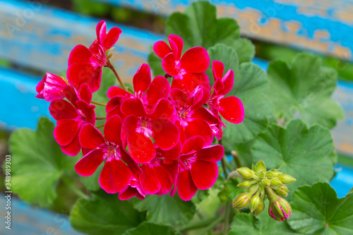 Bright large numerous dark red flowers and a plant of zonal pelargonium cultivar Fairy of Flowers Velvet, with green leaves against the background of old blue boards on a summer day in the garden.