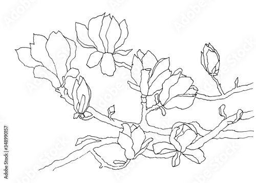 Black outline of a flowering magnolia branch. Illustration drawn by hand. Vector isolated on white background.