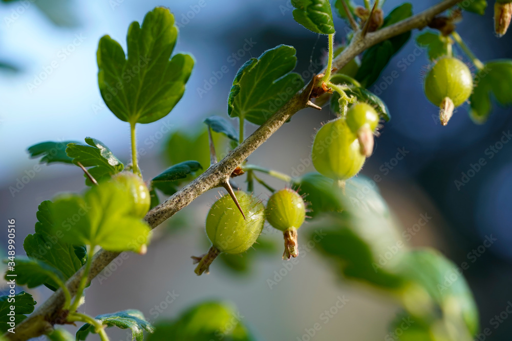 Green unripe gooseberries on a branch Green unripe gooseberries on a branch