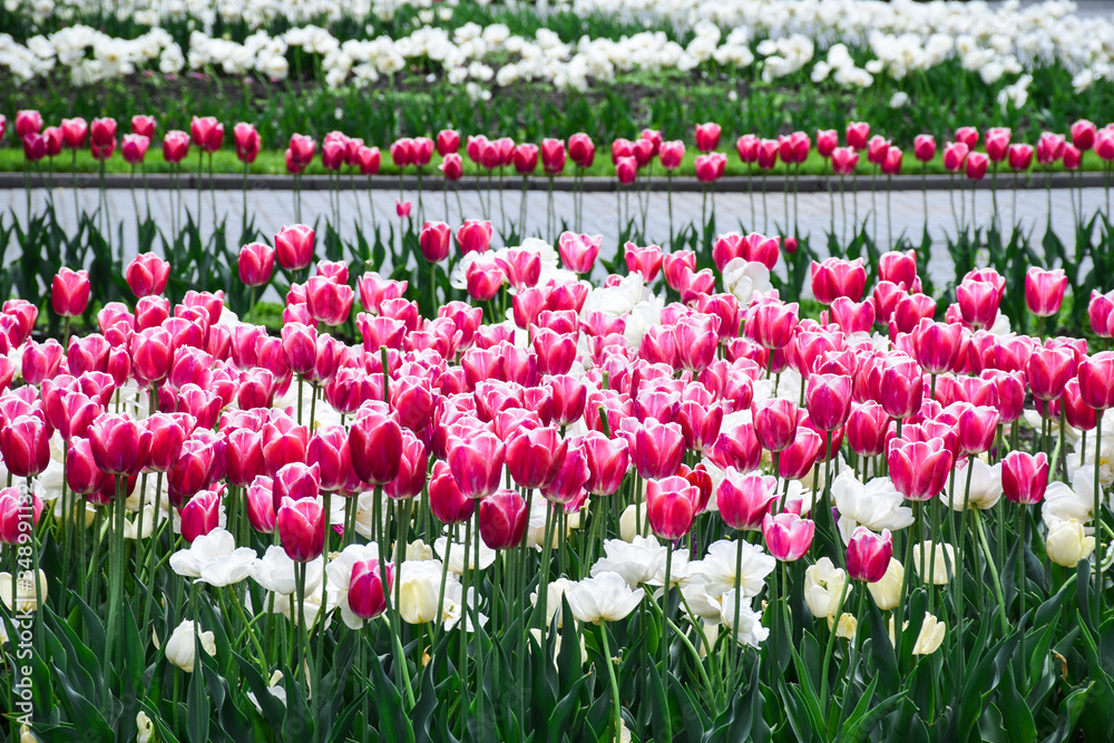 Beautiful pink and white tulips in a park on a nice spring day