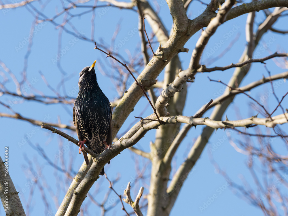 A starling (sturnus vulgaris) perched in a tree seen from below with sunlit beak and eye.Blue sky background.Image A starling (sturnus vulgaris) perched in a tree seen from below with sunlit beak and eye.Blue sky background.Image