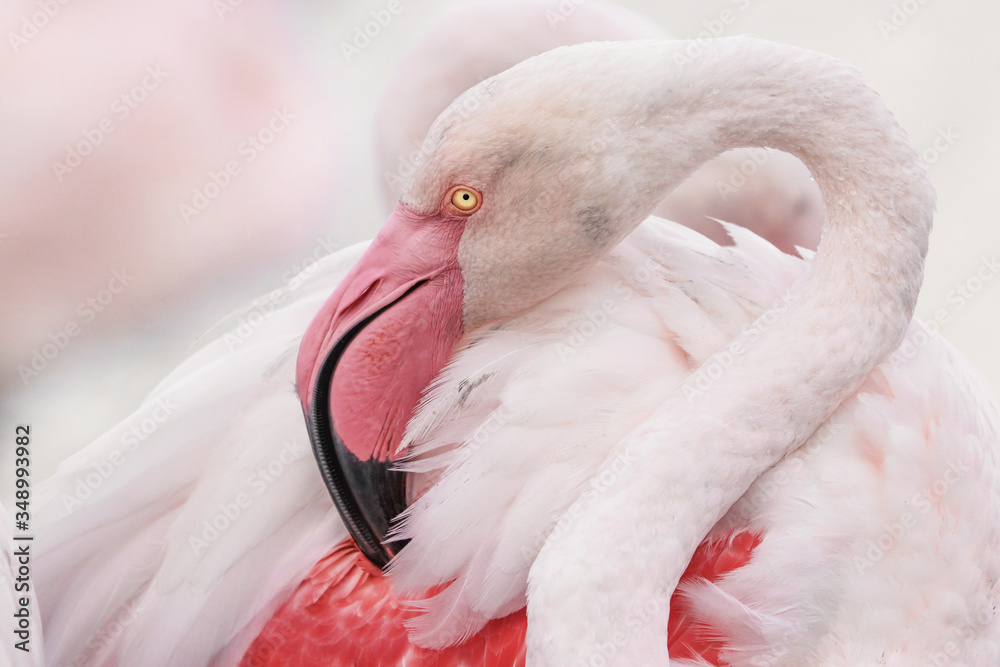 Fototapeta premium pink flamingo