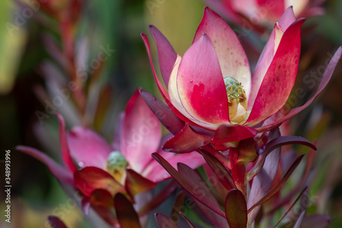 Safari sunset (leucadendron) flowers photo