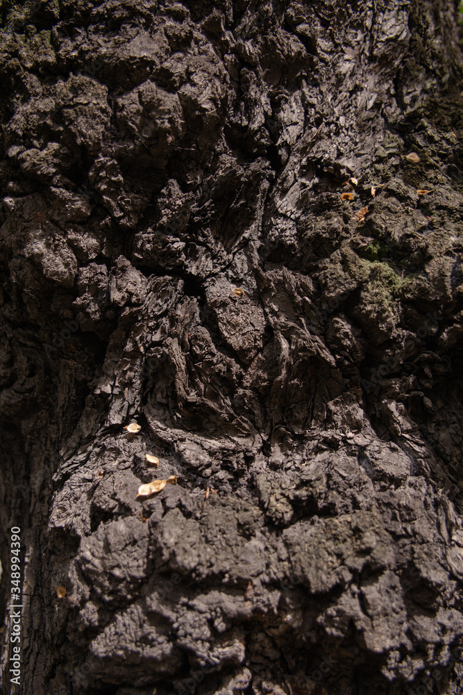 tree trunk with bark background for design
