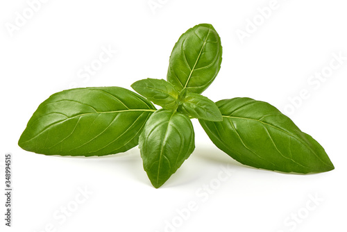 Fresh organic basil leaves, isolated on white background