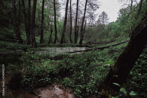 Rain in the summer Russian forest. Leafy vegetation of the forest with thousands of plants and trees of Russia