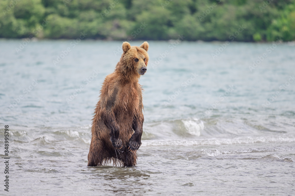 Fototapeta premium Ruling the landscape, brown bears of Kamchatka (Ursus arctos beringianus)