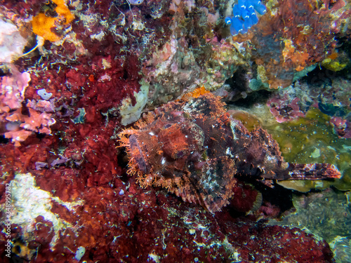 A Tassled Scorpionfish  Scorpaenopsis oxycephala 