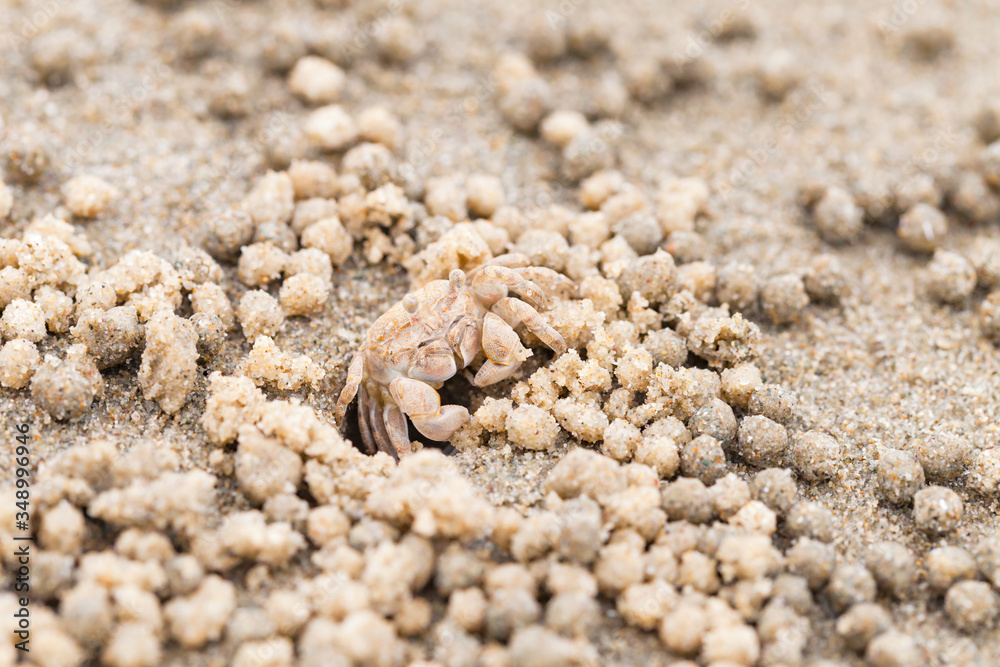 Sand bubbler crab sitting at wet sand