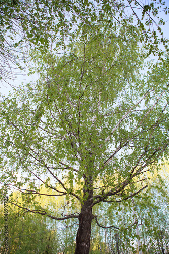              Birch tree 