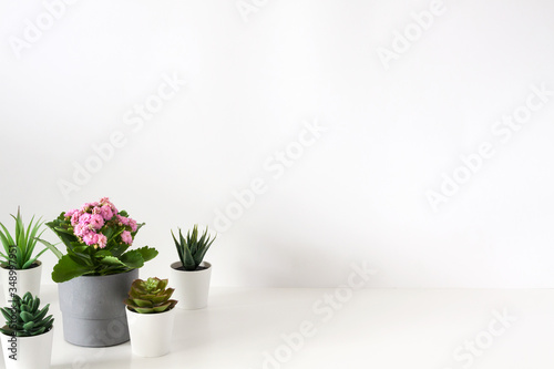 Fototapeta Naklejka Na Ścianę i Meble -  A group of potted plants against a white empty wall background. Copy space.