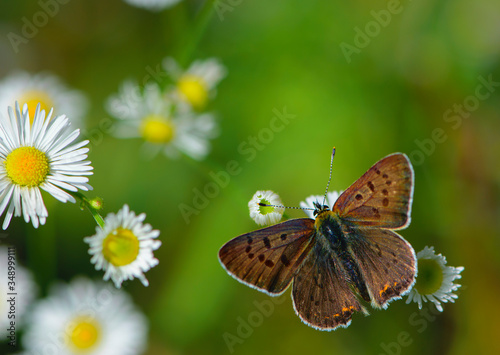  butterfly sitting on a camomile © Oleksandr Filatov
