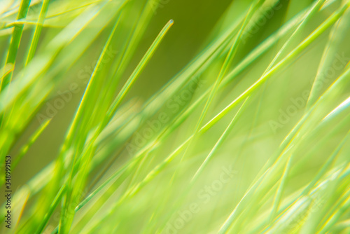 Bright vibrant green grass close-up
