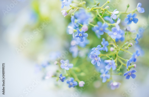 delicate spring background with flowers in blue