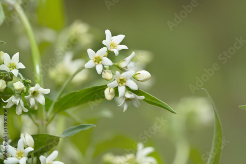 Close up of white swallow-wort ( Vincetoxicum hirundinaria). Place for text.