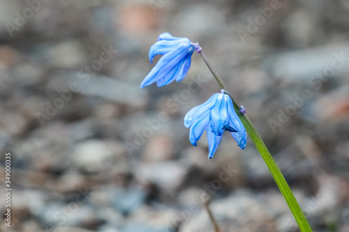 snowdrops proleski close up as background photo