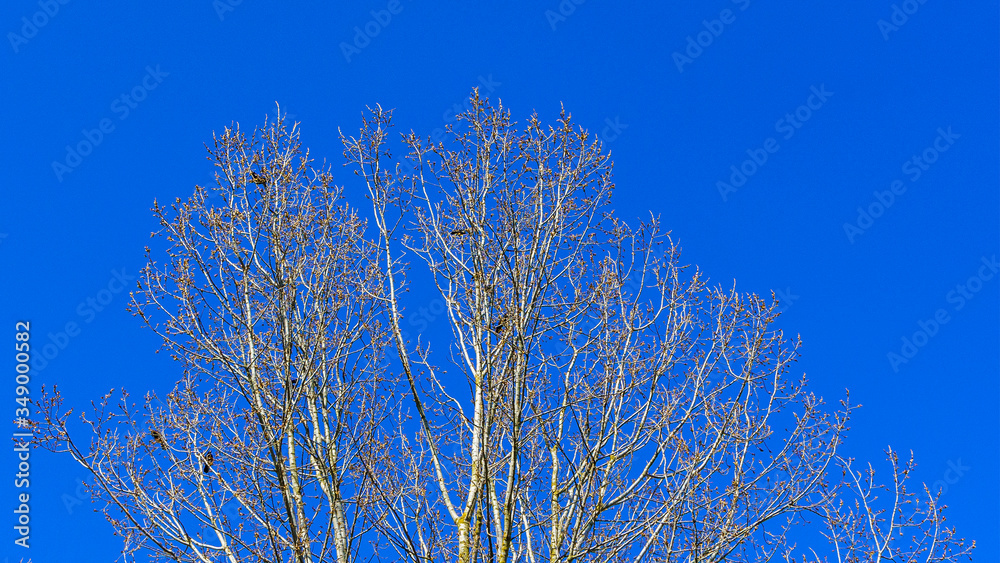 Leafless tree brunches on the classic blue sky background. Ecology landscape spring season. Leafless tree brunches on the classic blue sky background. Ecology landscape spring season.