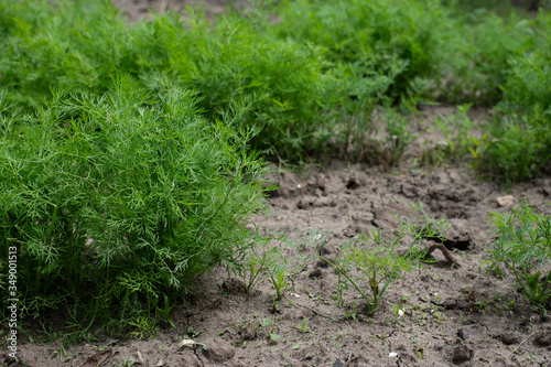 Green dill grows in a row in the garden, on the farm, in the greenhouse